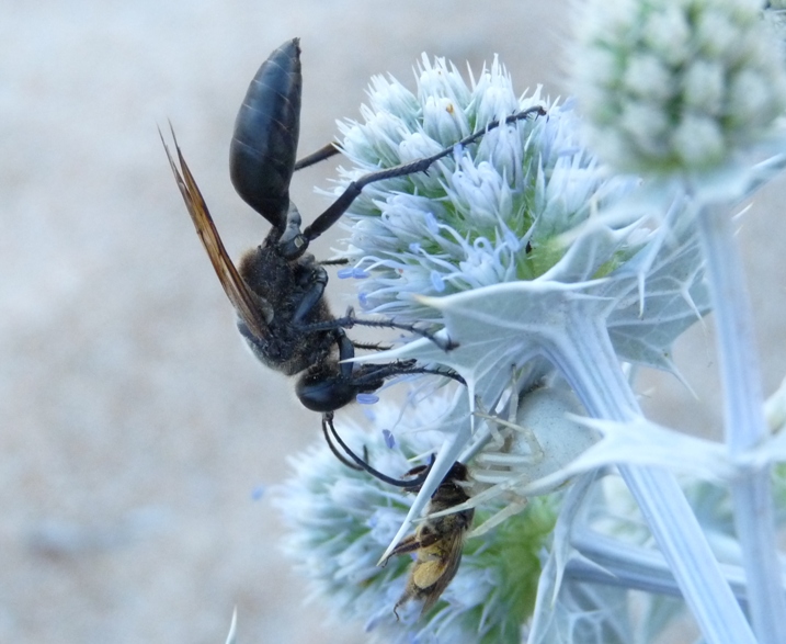 Sphecidae: maschio di Sphex leuconotus